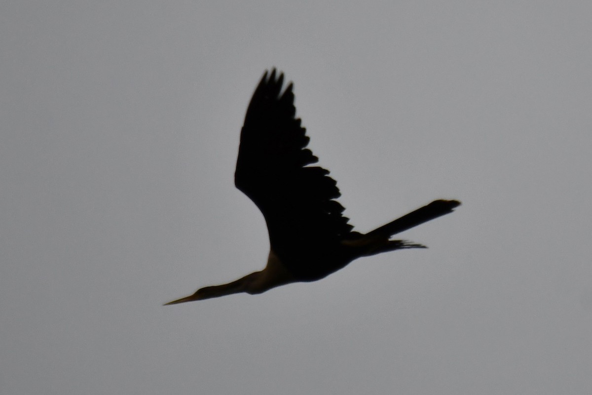 Anhinga d'Amérique - ML620220714