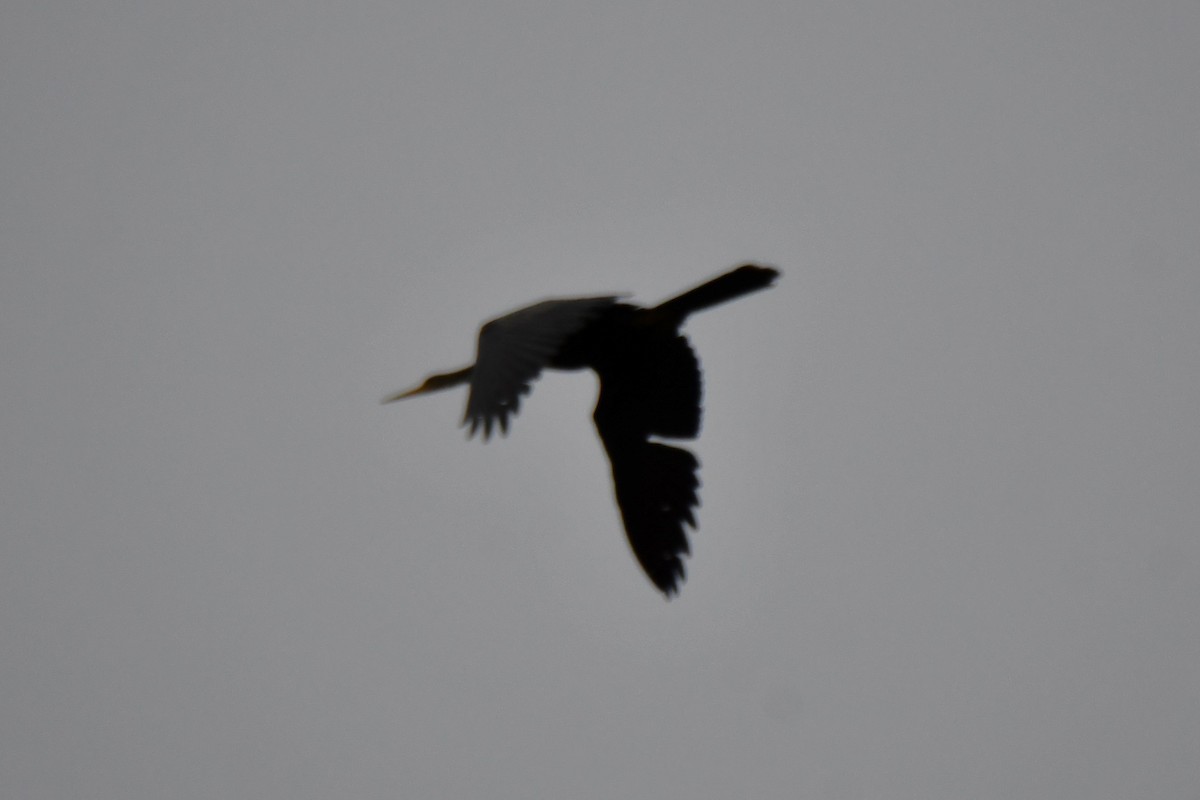 anhinga americká - ML620220717