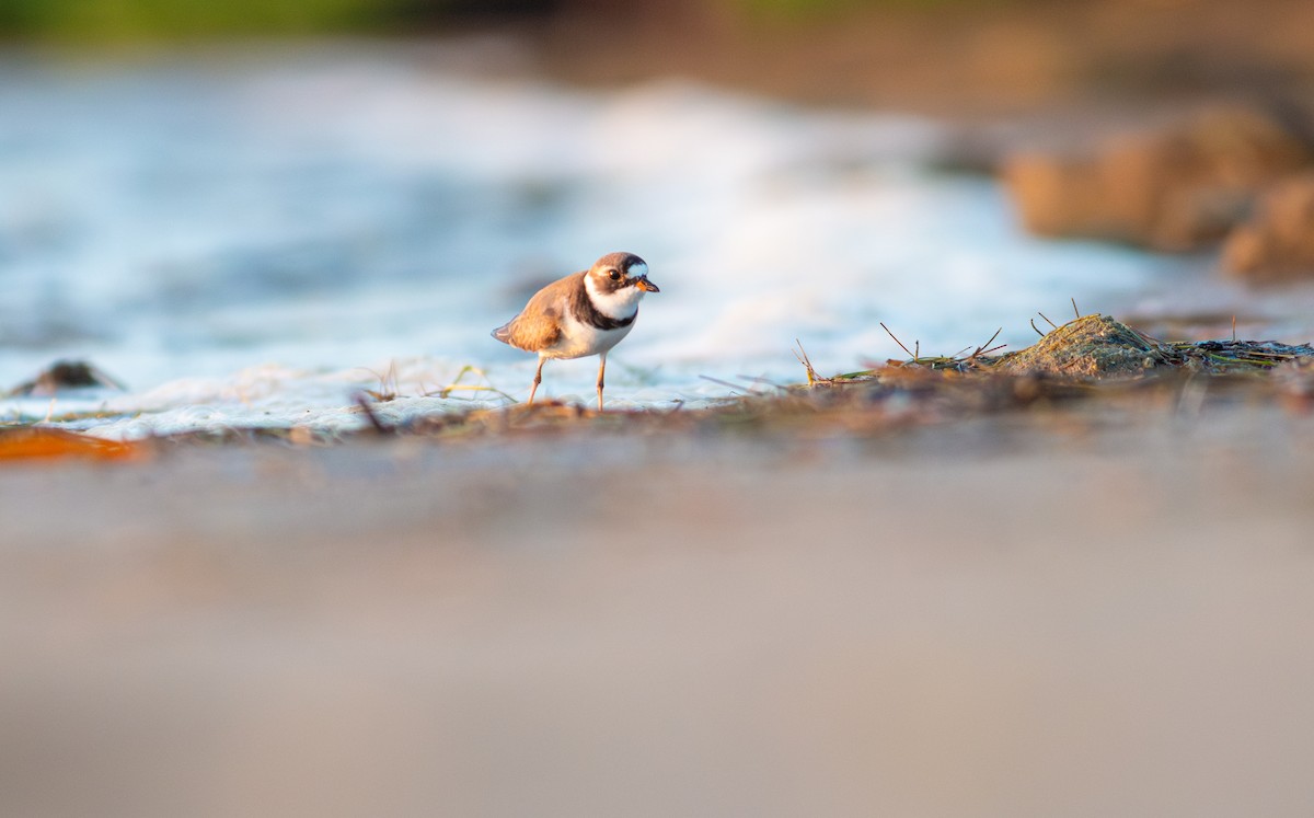Semipalmated Plover - ML620220726