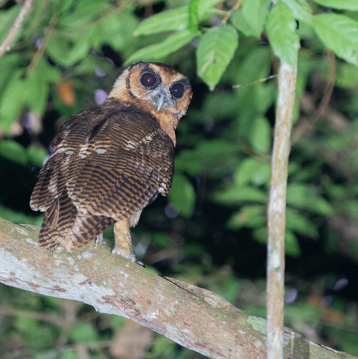 Brown Wood-Owl - ML620220733