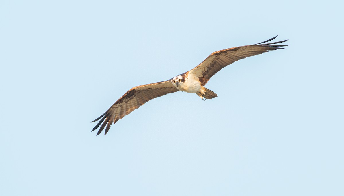 Águila Pescadora - ML620220734