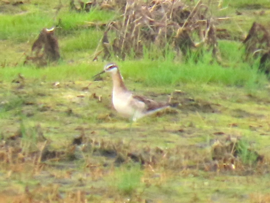 Wilson's Phalarope - ML620220740