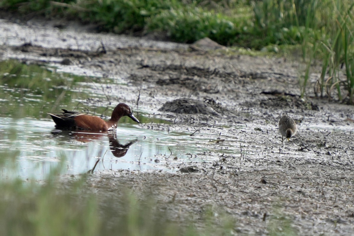 Cinnamon Teal - ML620220746