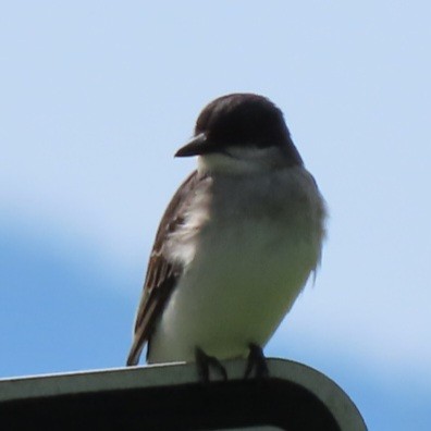 Eastern Kingbird - ML620220767