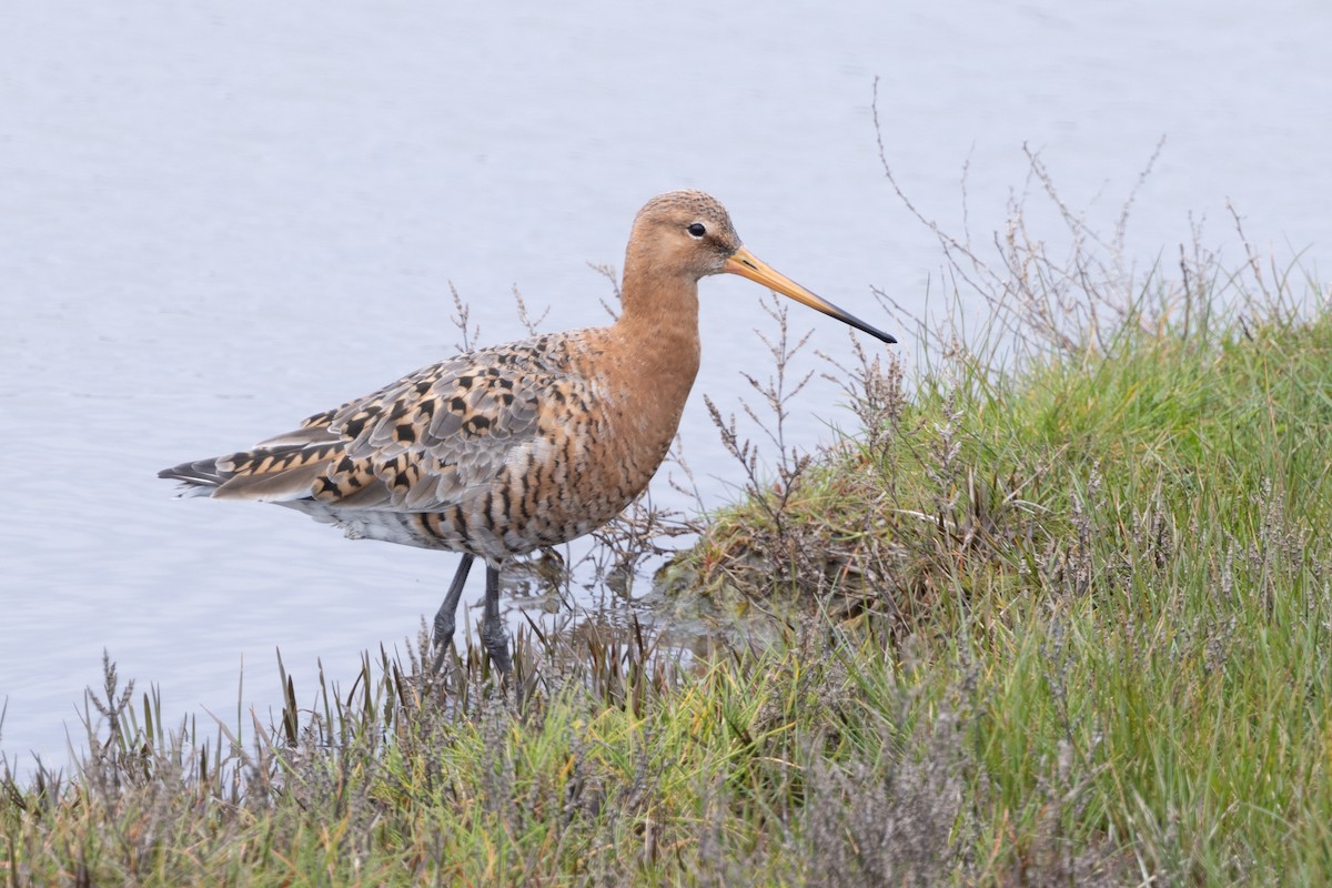 Black-tailed Godwit - ML620220770