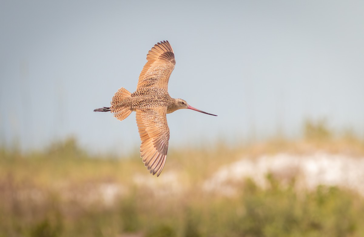 Marbled Godwit - ML620220771