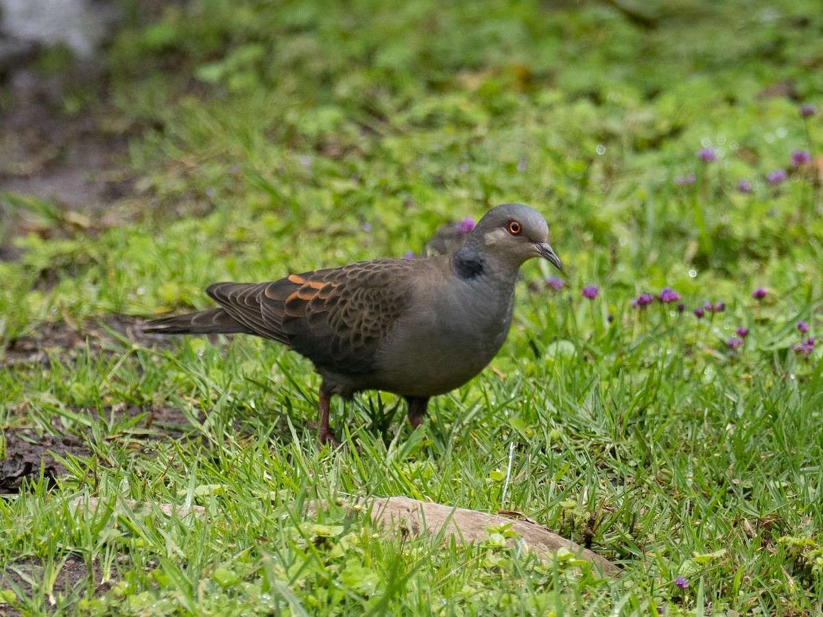 Dusky Turtle-Dove - Anonymous