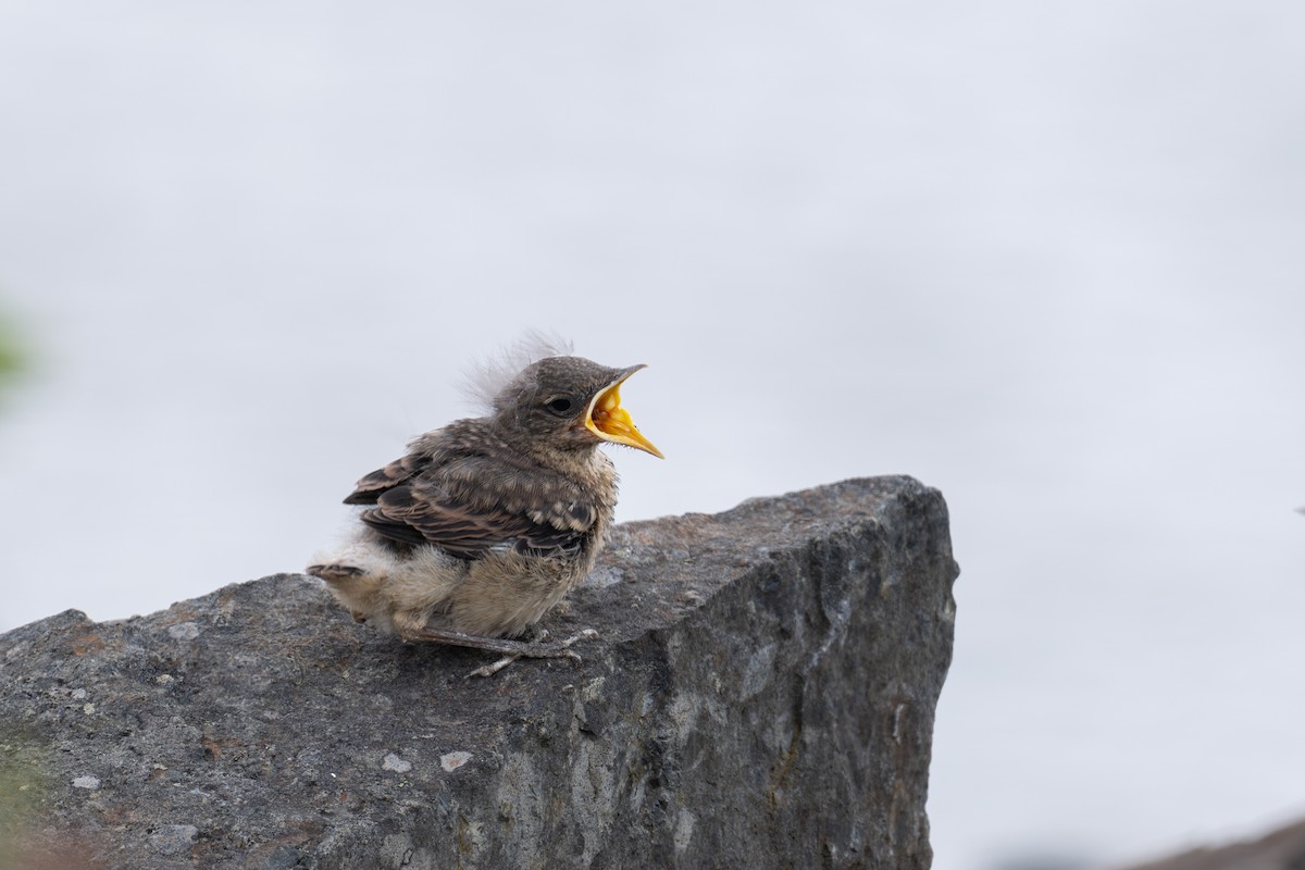 Northern Wheatear - ML620220792