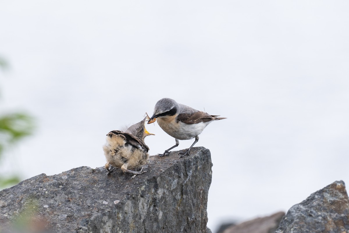 Northern Wheatear - ML620220793