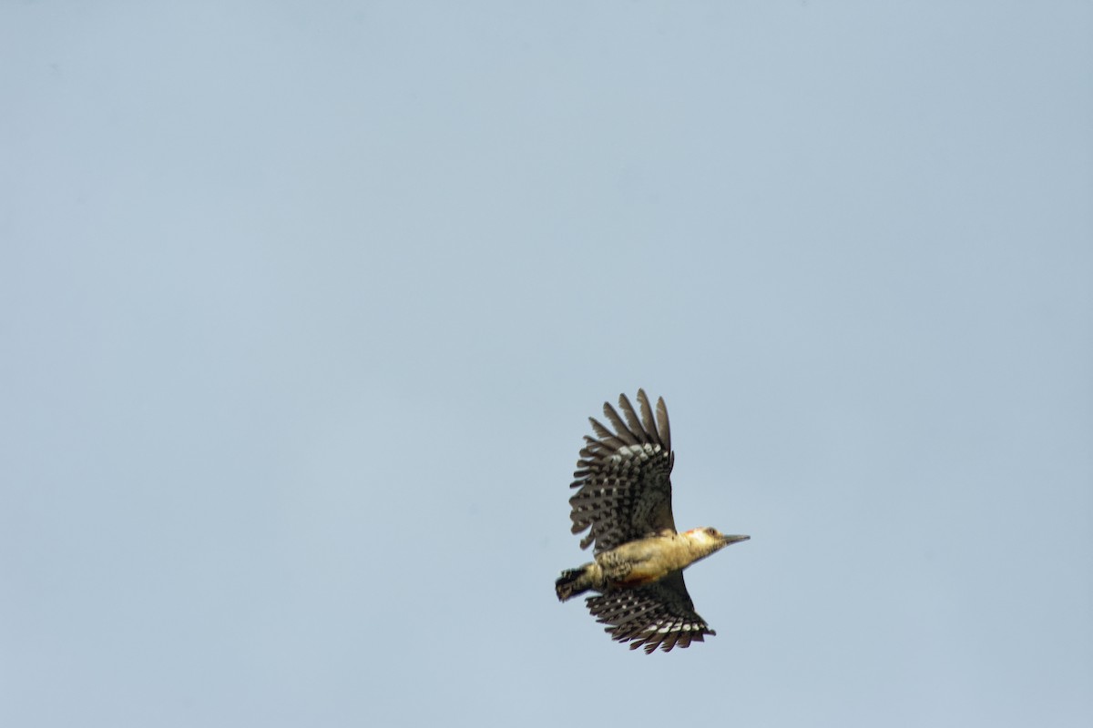 Red-crowned Woodpecker - ML620220798