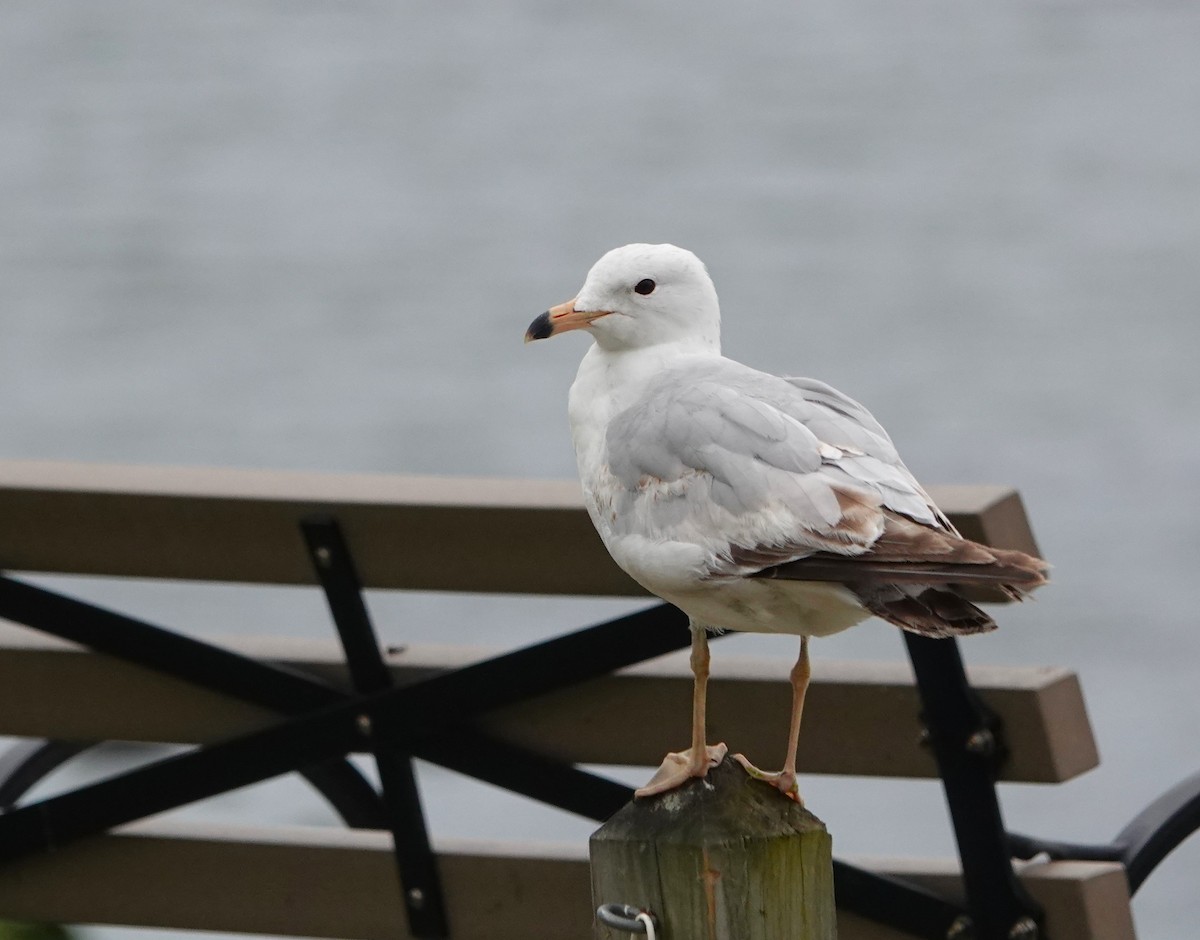 Ring-billed Gull - ML620220804