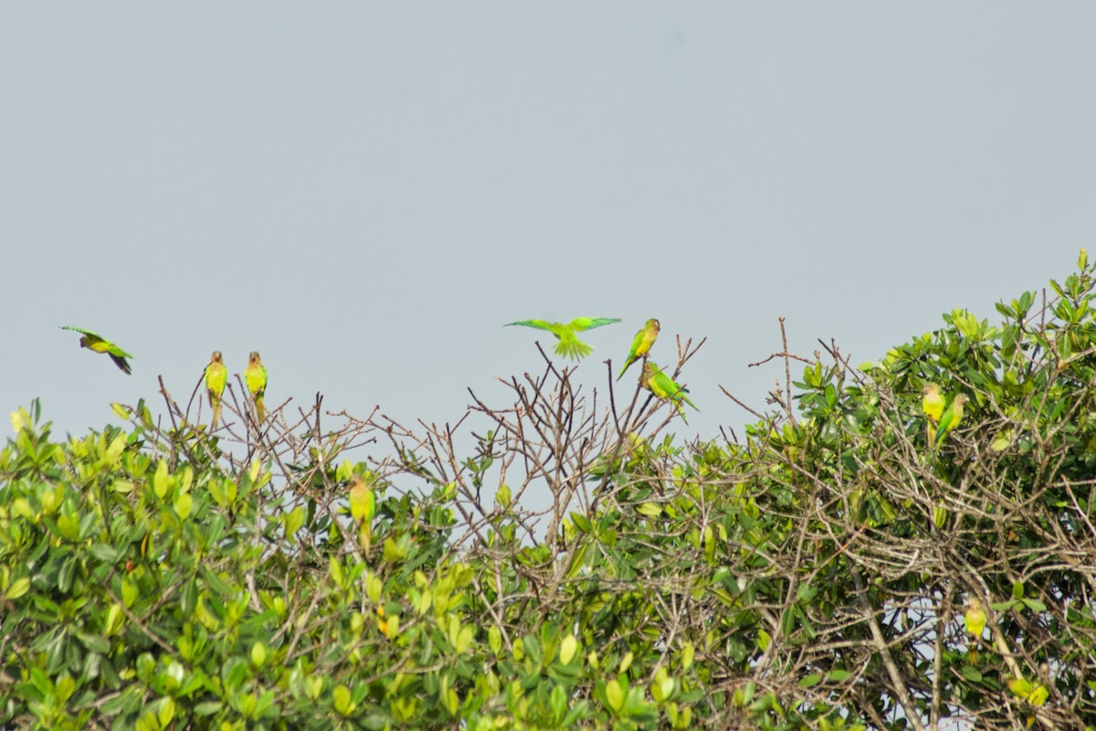 Kahverengi Gerdanlı Papağan - ML620220812