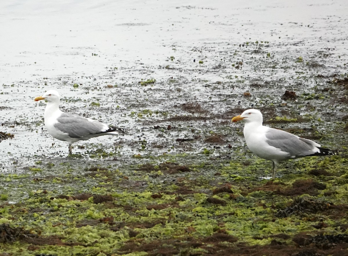 Herring Gull - Steve Mayo