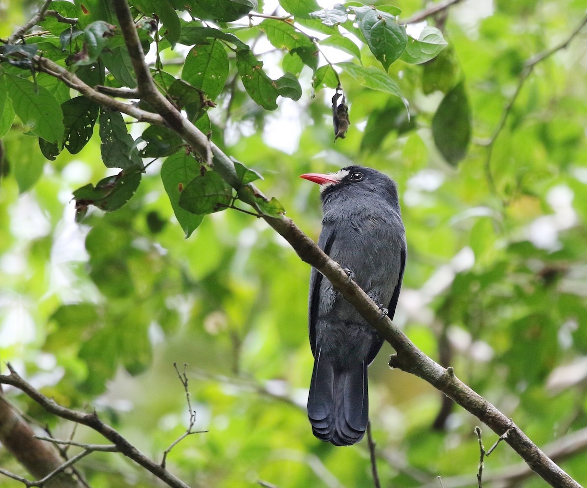 White-fronted Nunbird - ML620220817