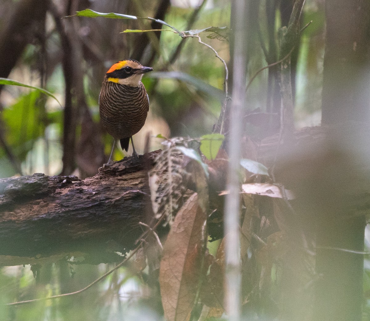 Malayan Banded-Pitta - ML620220823