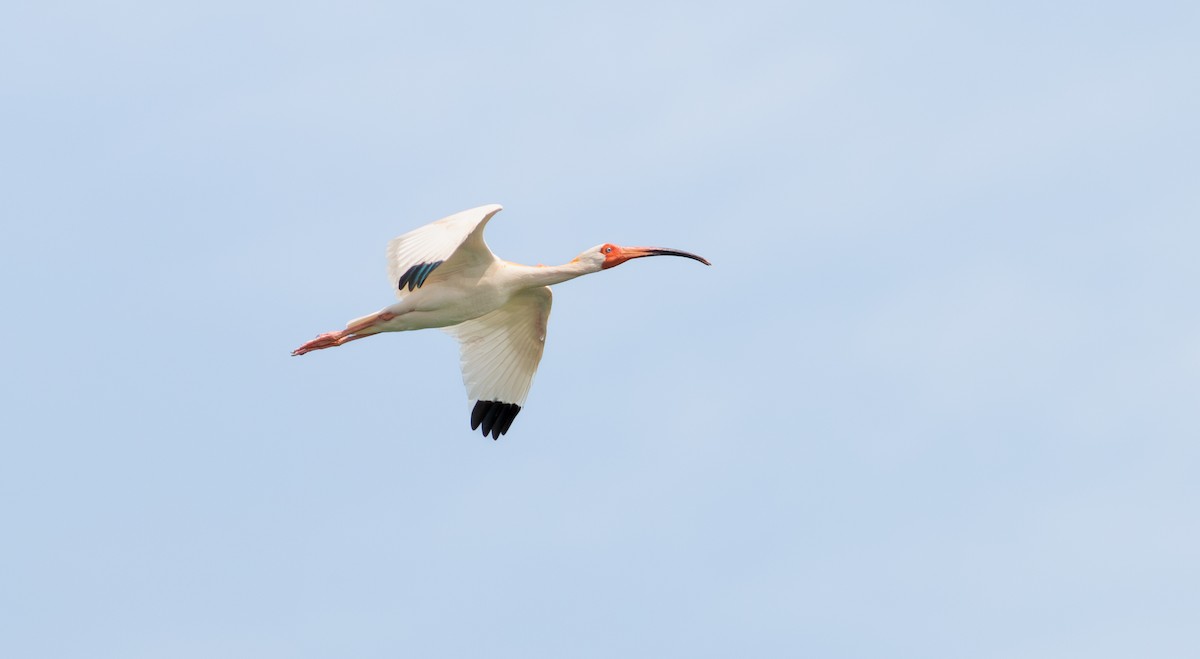 White Ibis - ML620220832