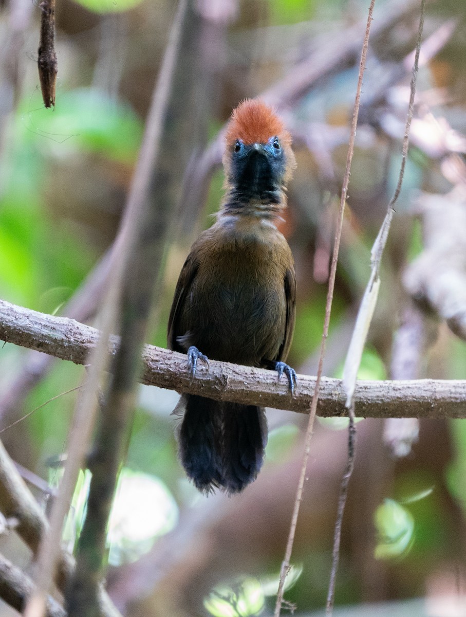 Fluffy-backed Tit-Babbler - ML620220844