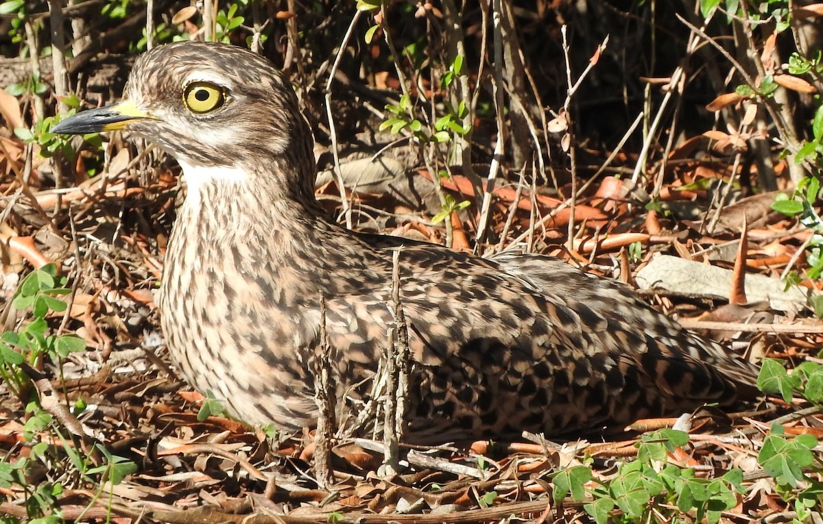 Spotted Thick-knee - ML620220862