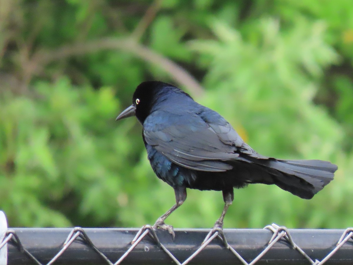 Boat-tailed Grackle - ML620220863