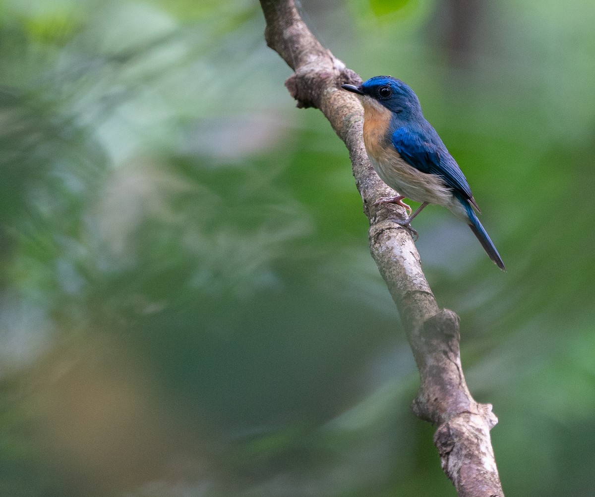 Malaysian Blue Flycatcher - Jake Gearty