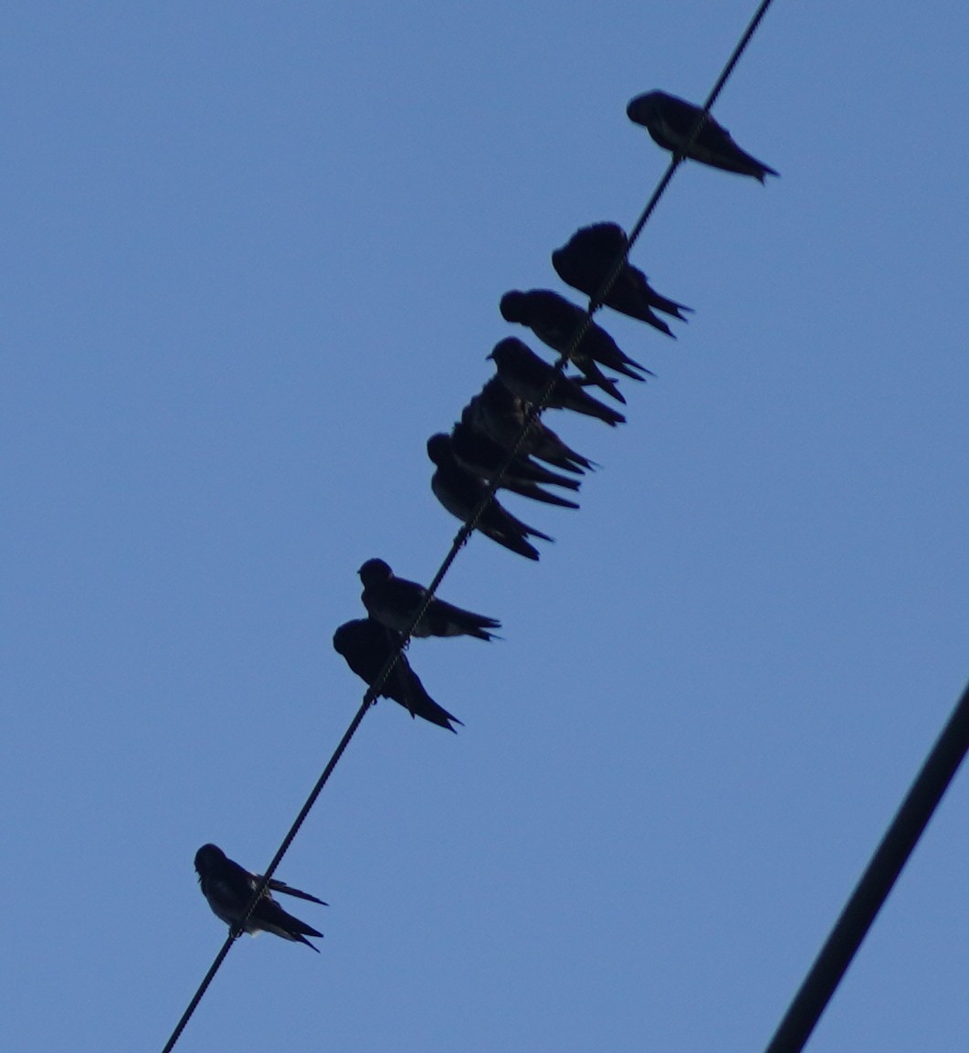 Purple Martin - ML620220874