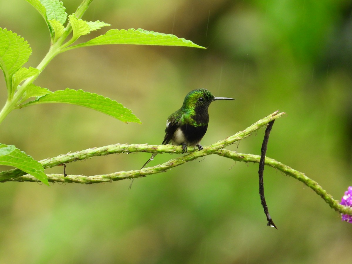 Black-bellied Thorntail - ML620220883