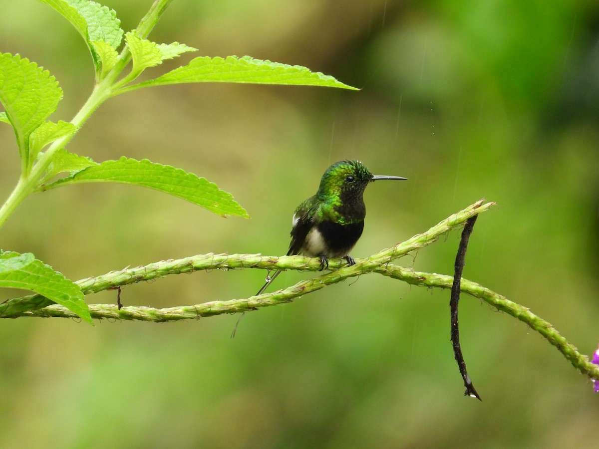 Black-bellied Thorntail - ML620220885