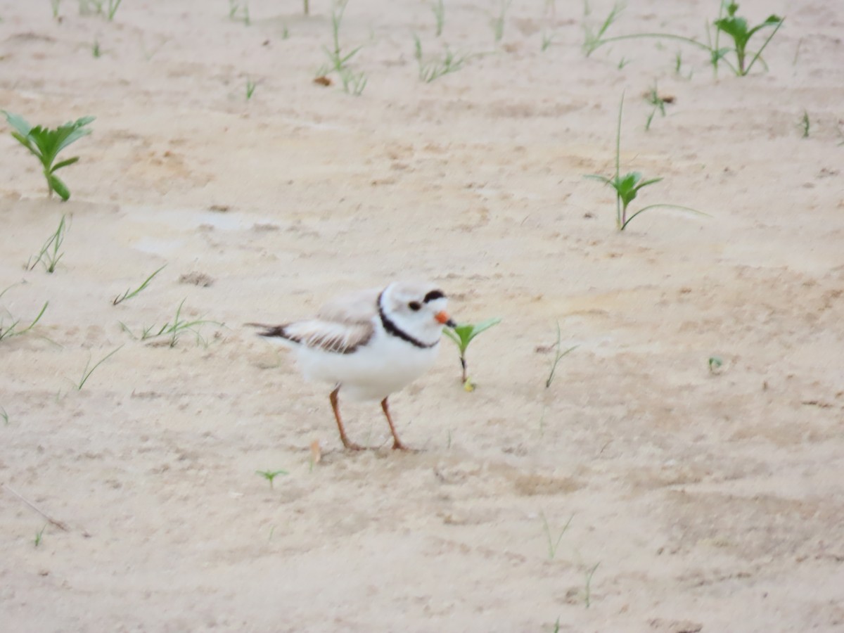 Piping Plover - ML620220895