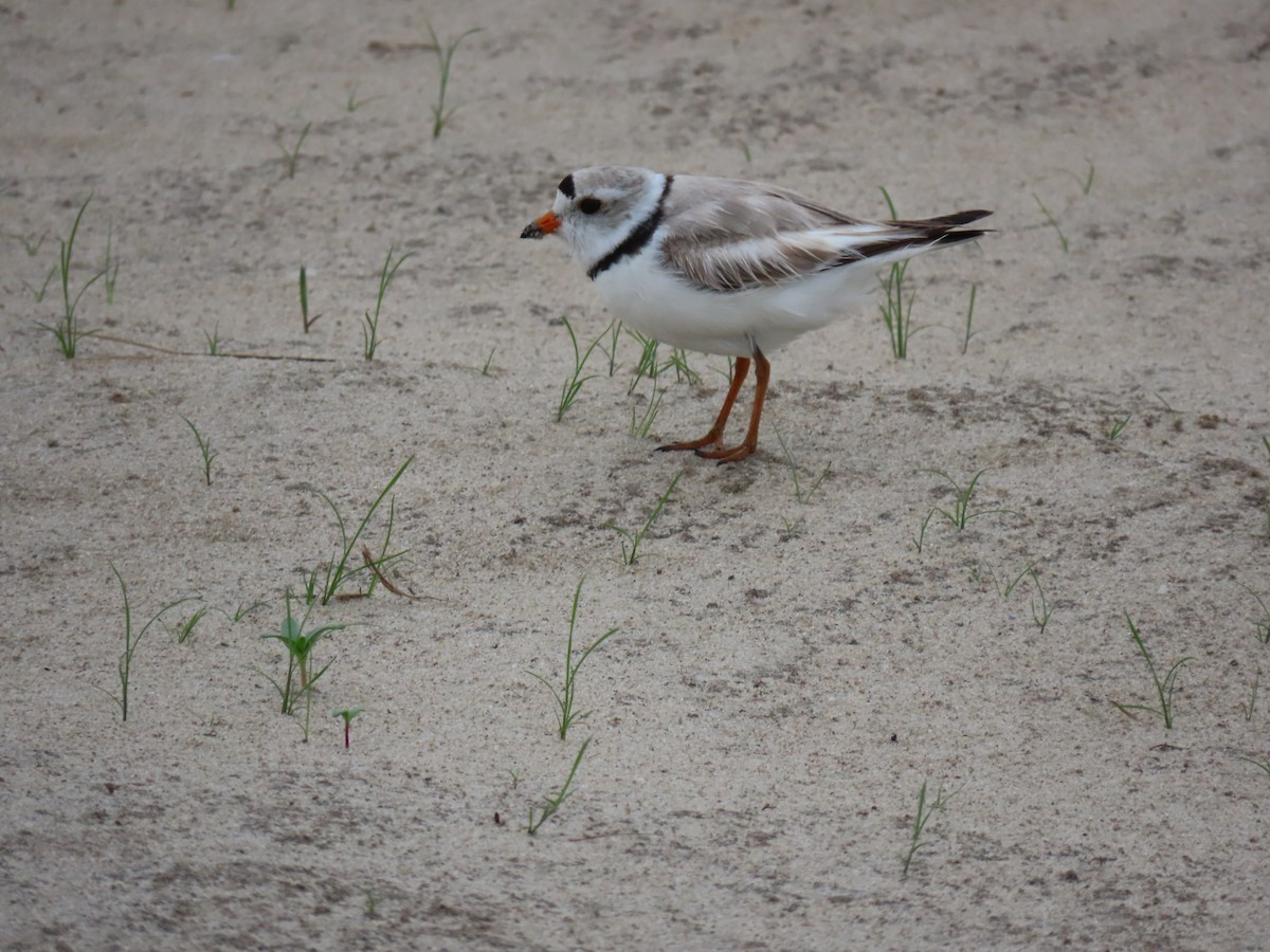 Piping Plover - ML620220896