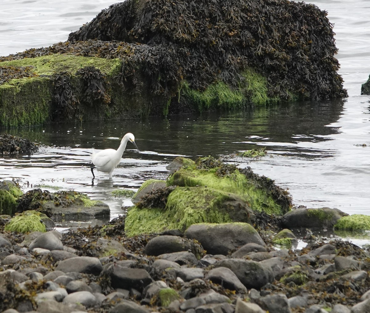 Snowy Egret - ML620220902