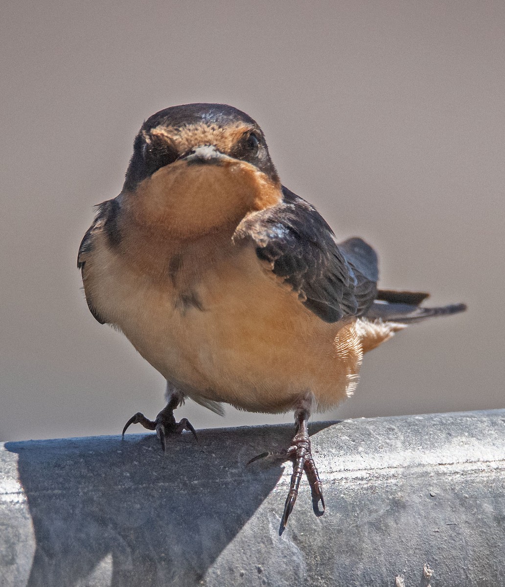 Barn Swallow - ML620220909