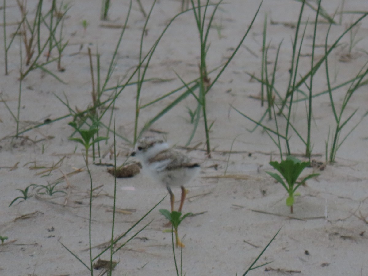 Piping Plover - ML620220911
