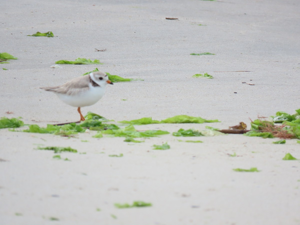 Piping Plover - ML620220912