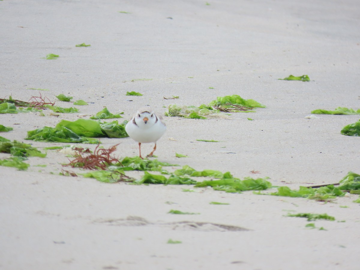 Piping Plover - ML620220913