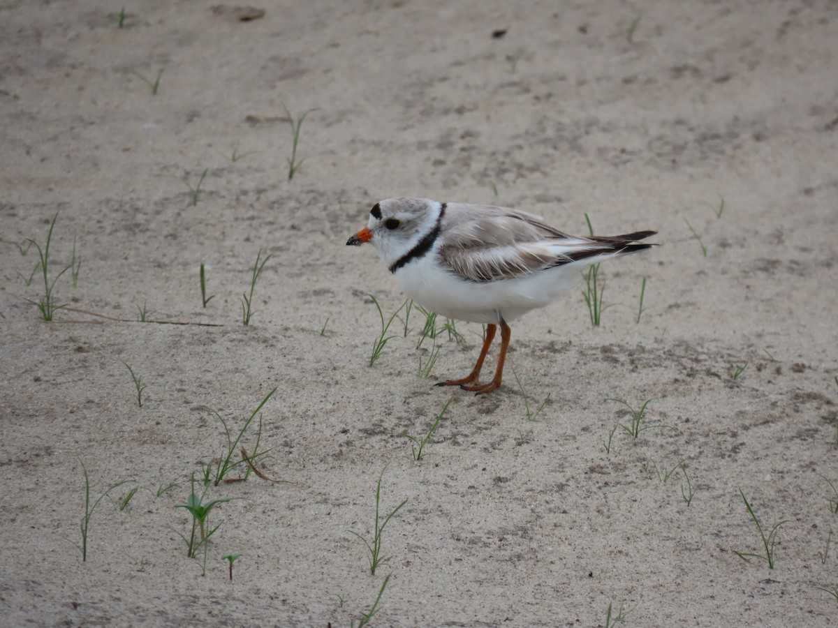 Piping Plover - ML620220914