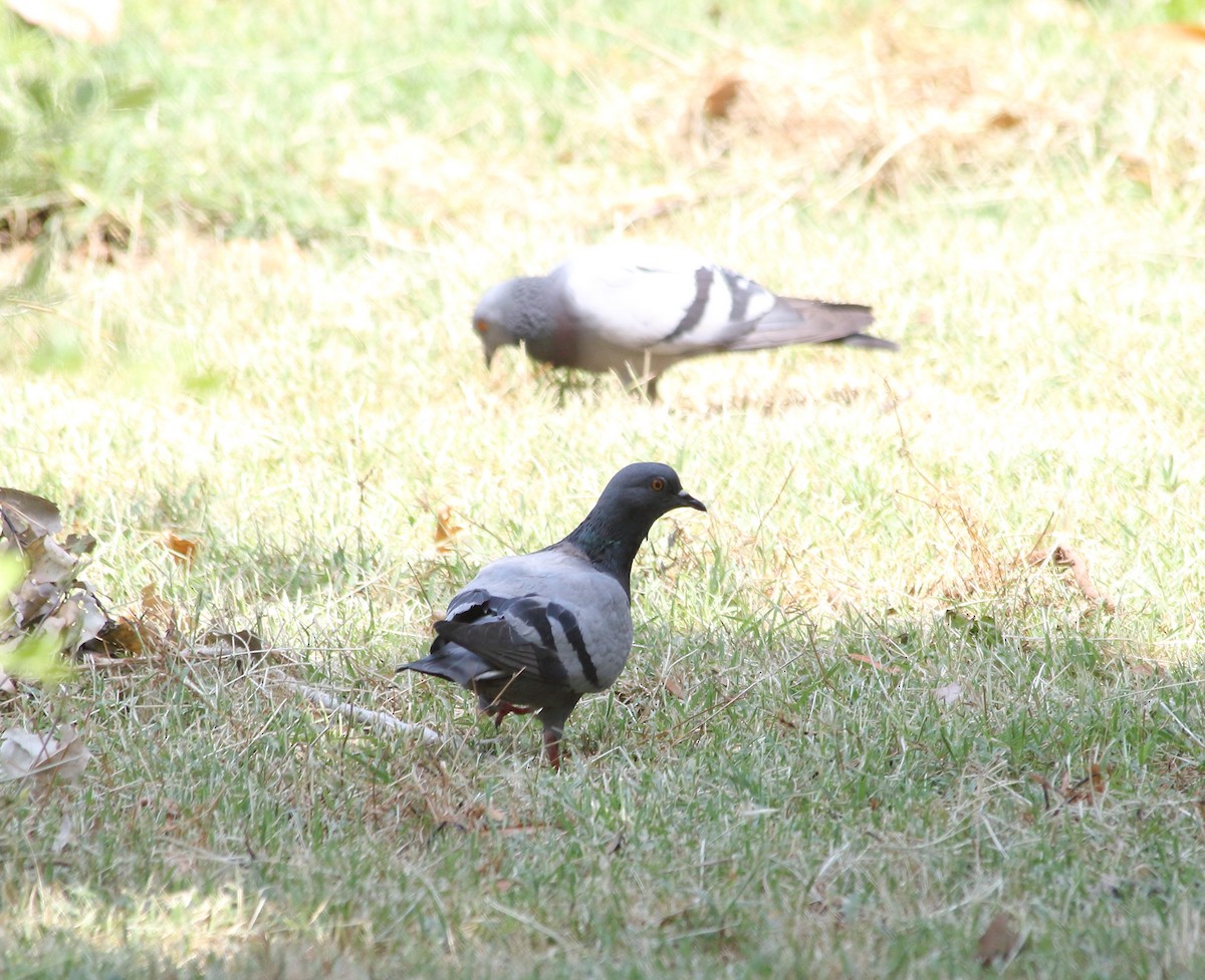 Rock Pigeon - ML620220915