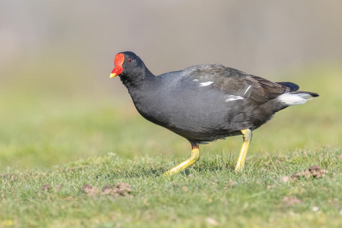 Eurasian Moorhen - ML620220919