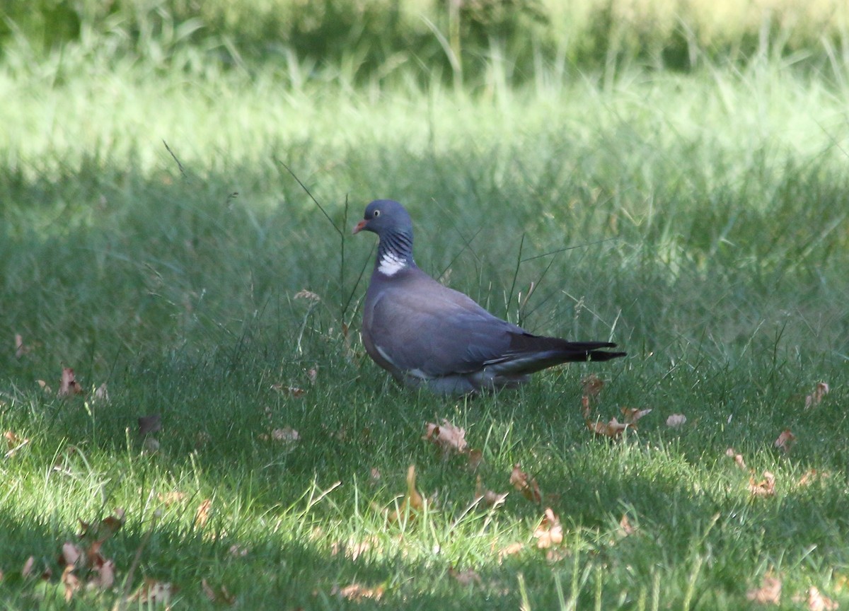 Common Wood-Pigeon - ML620220924