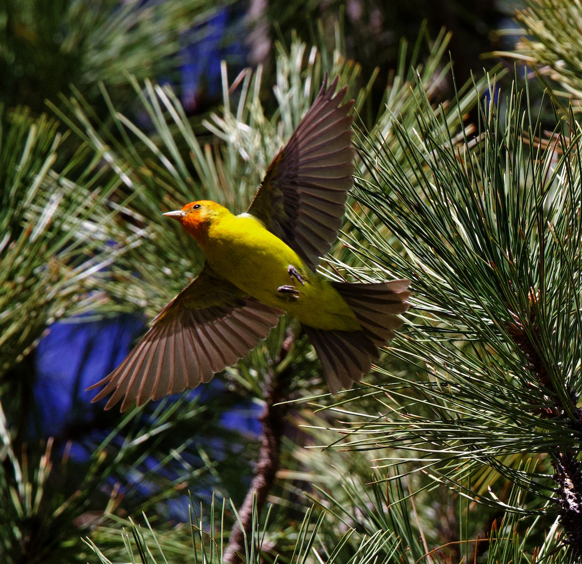 Western Tanager - ML620220928