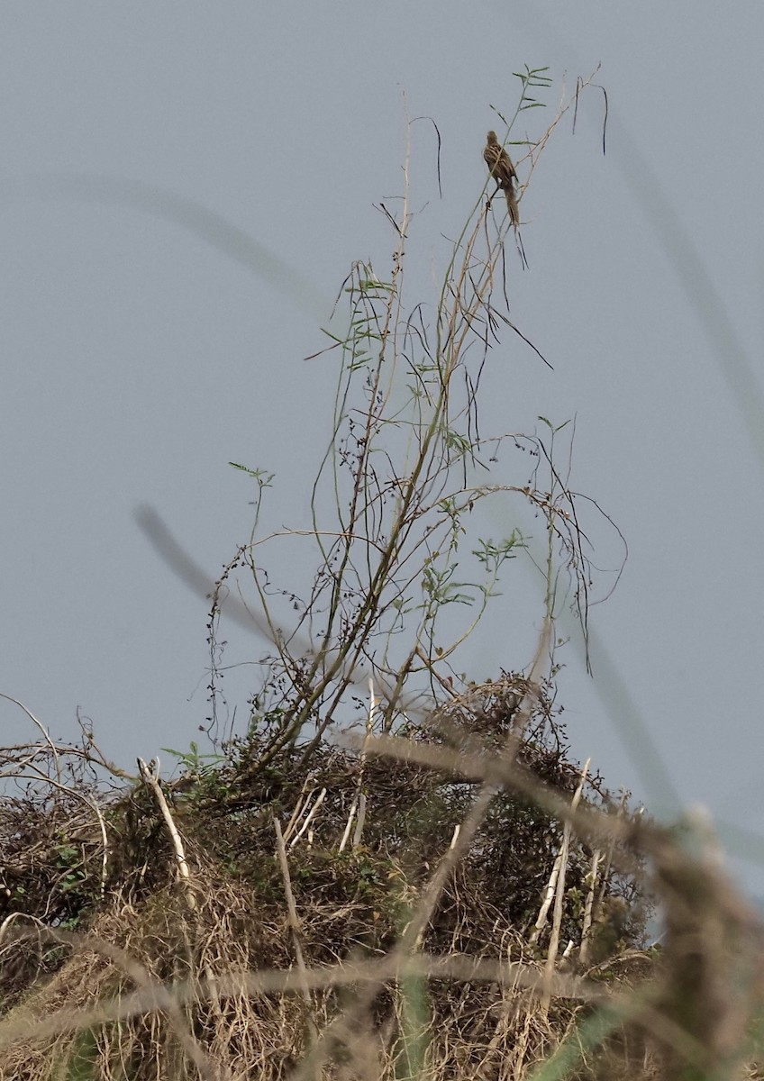 Striated Grassbird - ML620220936