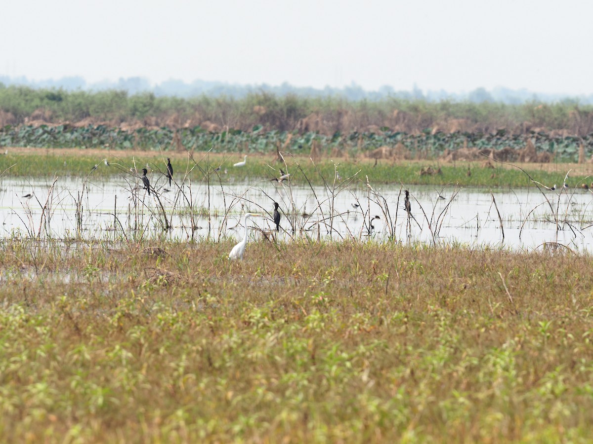 Great Egret - ML620220943