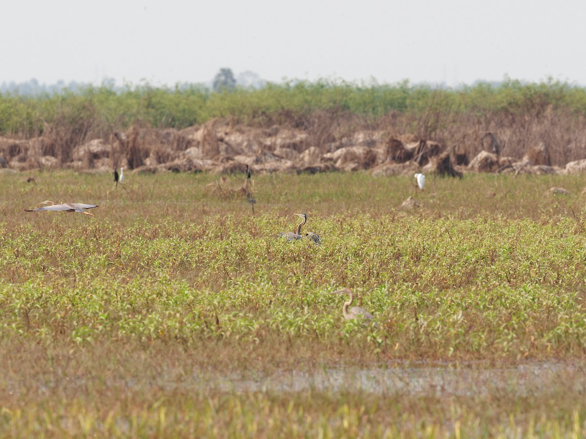 Painted Stork - ML620220946