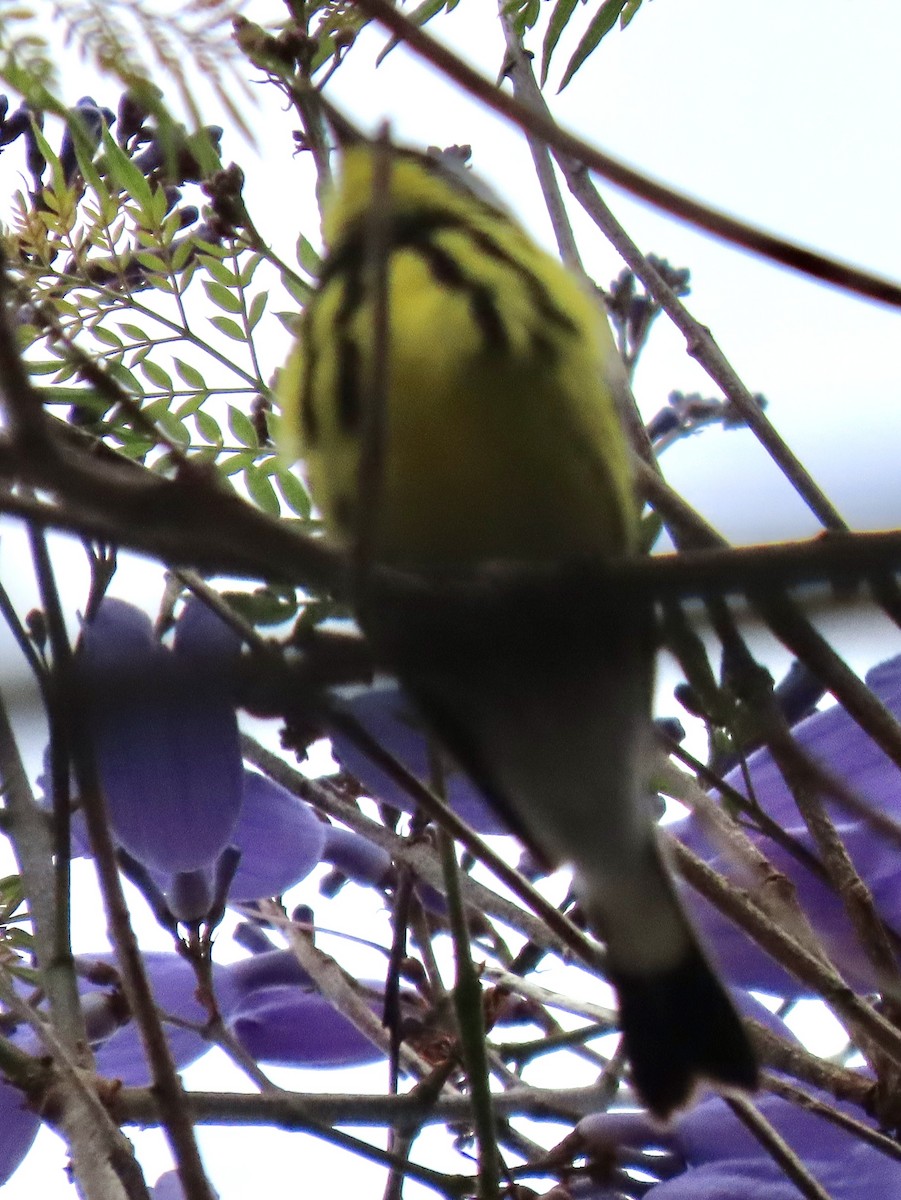 Magnolia Warbler - ML620220950