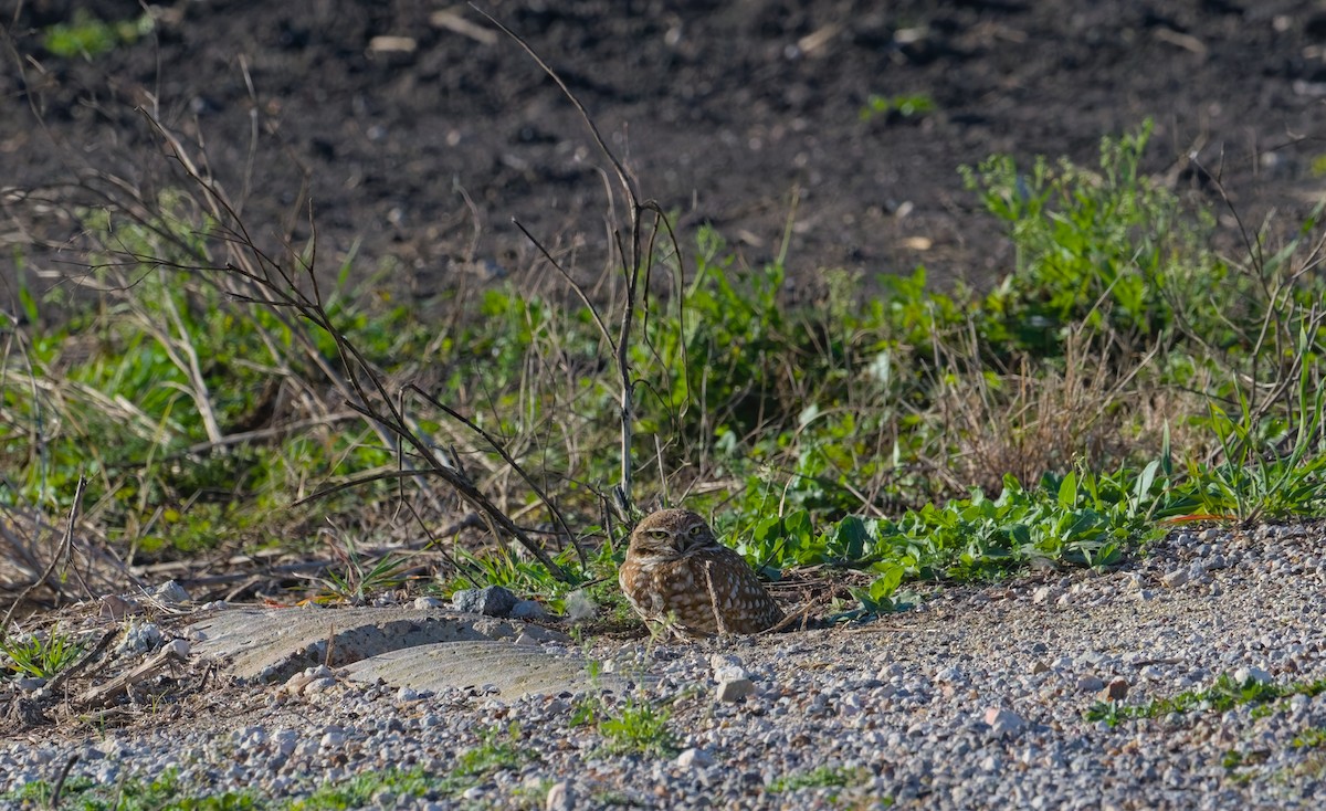 Burrowing Owl (Western) - ML620220951