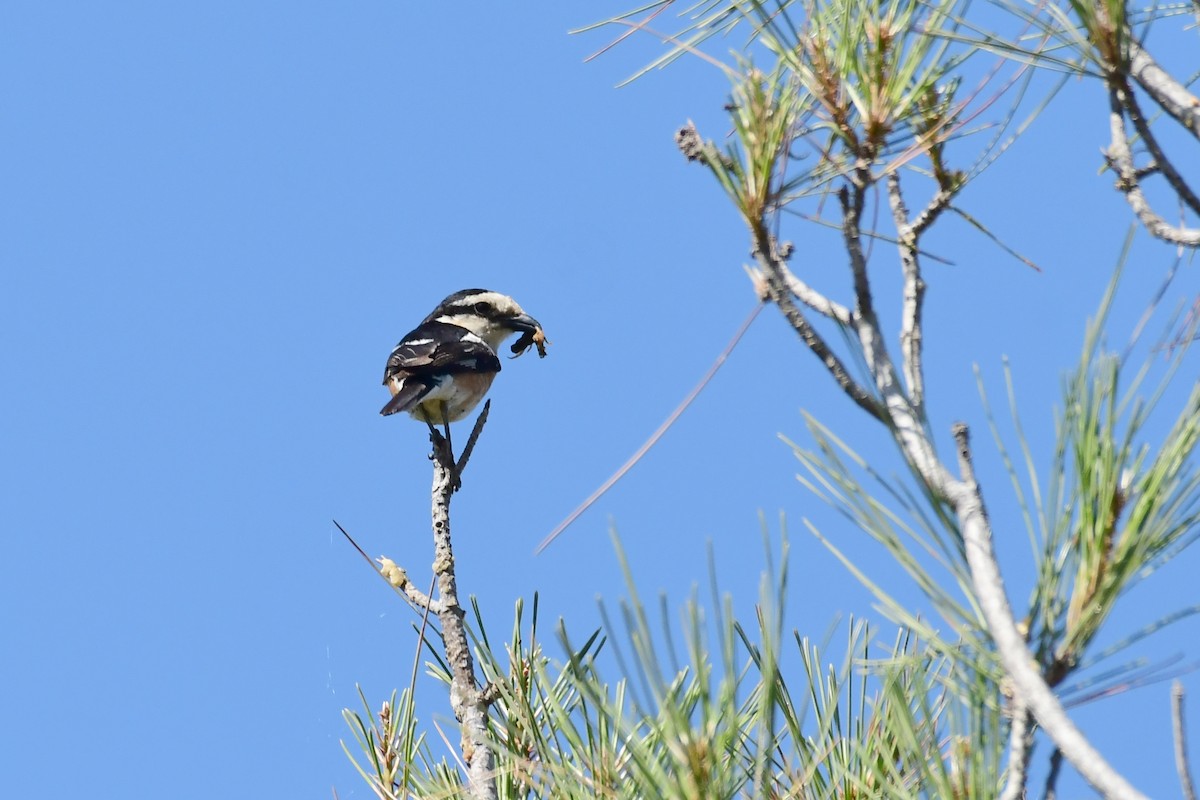 Masked Shrike - ML620220955