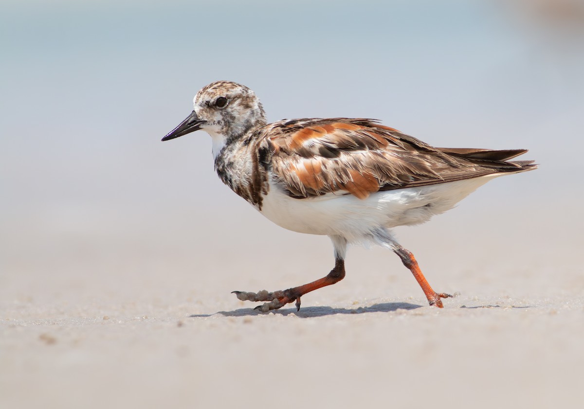 Ruddy Turnstone - ML620220964