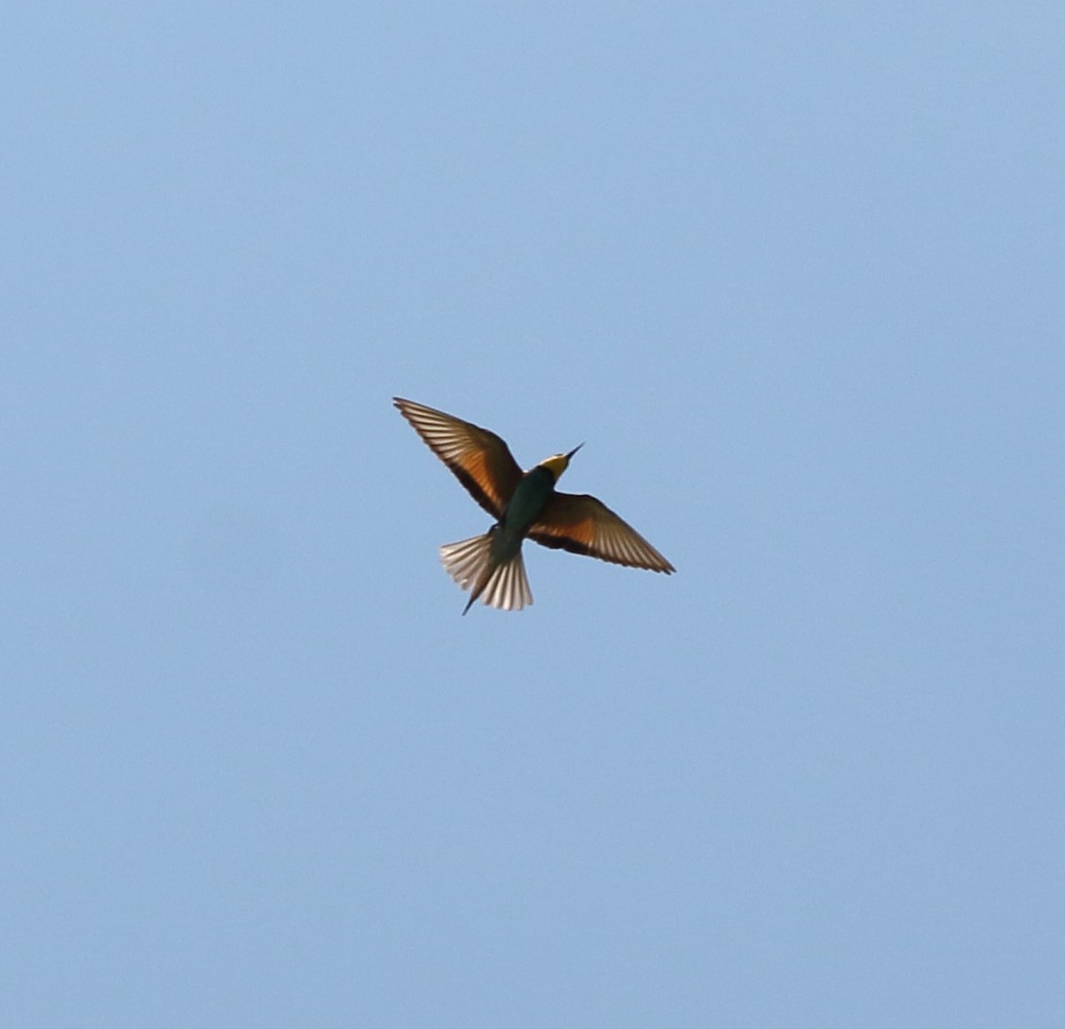 European Bee-eater - ML620220974