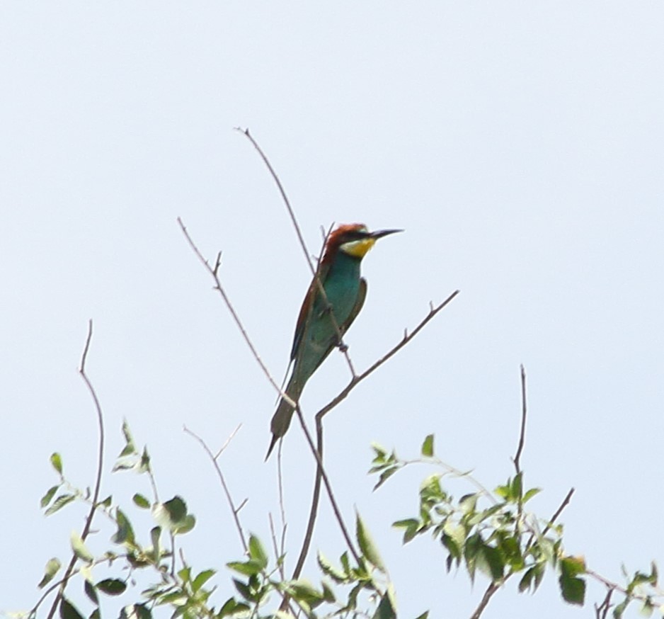 European Bee-eater - ML620220975