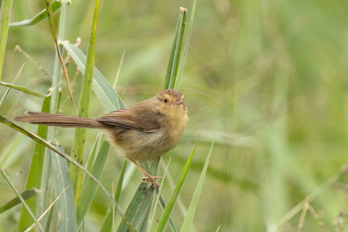 Plain Prinia - ML620220987