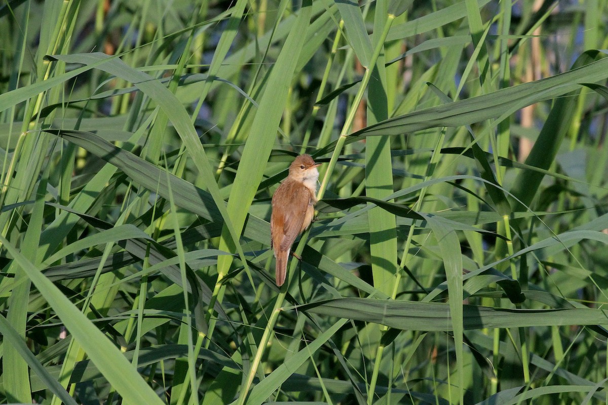 Common Reed Warbler - ML620220989